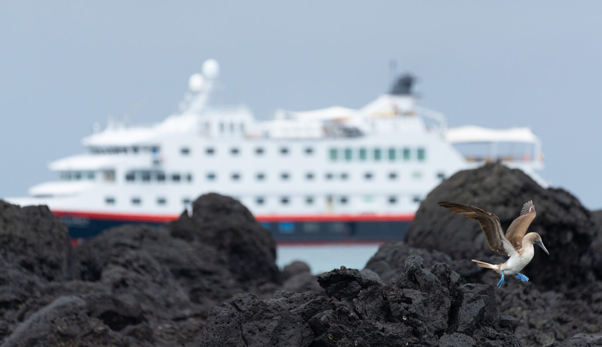 MS SANTA CRUZ II CRUCEROS GALAPAGOS HURTIGRUTEN CRUCEROS ECUADOR CRUCEROS EXPLORACION CRUCEROS EXPEDICION CRUCEROS ISLAS GALAPAGOS CRUCEROS PARQUE NATURAL GALAPAGOS #Galapagos #Cruceros #CrucerosDeLujo #CrucerosHurtigruten #Hurtigruten #GalapagosCruises #Creuers #SantaCruzII #Cruises #HurtigrutenExpedition #GalapagosCruise